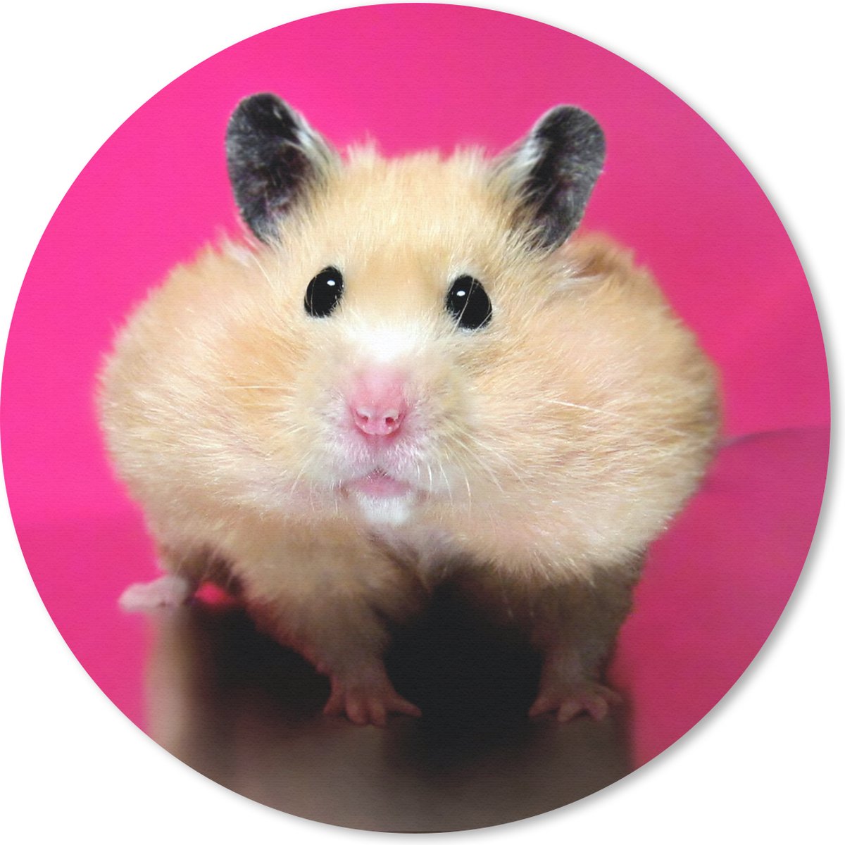 Muismat rond 20x20 cm - Mousepad Hamster met roze achtergrond - Ronde muismatten