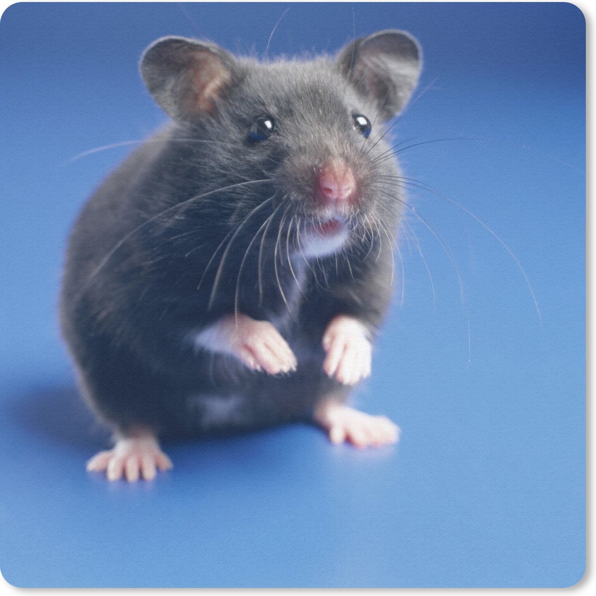Muismat 30x30 cm - Mousepad Donkergrijze hamster blauwe achtergrond - Muismatten