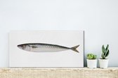 Canvas Schilderij Een losse makreel met een witte achtergrond - 30x20 cm - Wanddecoratie
