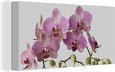 Canvas Schilderij Orchideeën op grijze achtergrond - 40x20 cm - Wanddecoratie