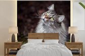 Behang - Fotobehang Een grijze Maine Coon kat - Breedte 240 cm x hoogte 240 cm