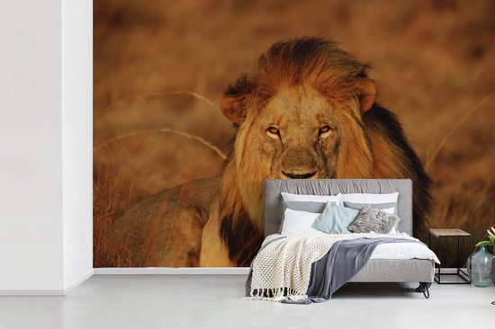 Papier peint photo peint photo Lion - nieuw - Lion regardant dans l'appareil fotobehang vinyle largeur 330 cm x hauteur 220 cm - Impression photo sur papier peint vinyle (disponible en 7 tailles) - chambre/salon/bureau