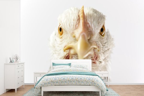 Behang Fotobehang Kip Vogel Snavel Breedte 360 Cm X Hoogte 240 Behang Fotobehang Kip Vogel Snavel Breedte 360 Cm X Hoogte 240
