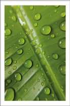 Walljar - Leaf Water Drops - Muurdecoratie - Poster met lijst