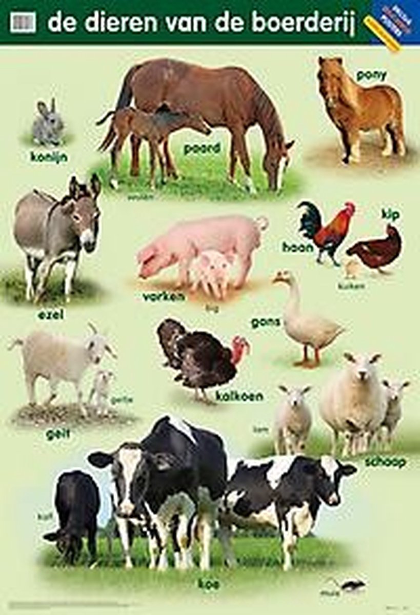 Educatieve posters - De dieren van de boerderij