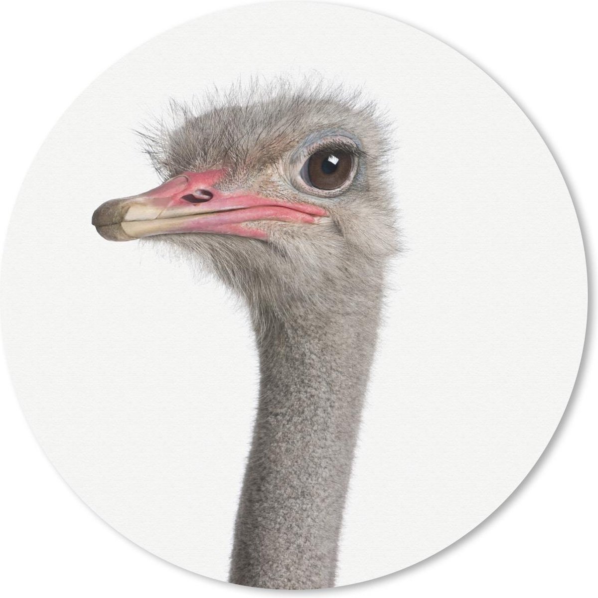 Muismat rond 50x50 cm - Mousepad Dieren - Portret - Struisvogel - Ronde muismatten