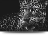 Maison de France - Canvas Panter - zwartwit - canvas - 60 x 90 cm