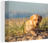Canvas Schilderij Labrador Retriever puppy ligt op de zandduinen - 40x30 cm - Wanddecoratie