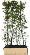 3 stuks | Krentenboom Kant-en-klaar Hagen 200 cm Kant-en-klaar Hagen - Bladverliezend - Bloeiende plant - Informele haag - Prachtige herfstkleur