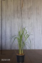 10 stuks | Struisriet Karl Foerster pot 30-40 cm | Standplaats: Half-schaduw | Latijnse naam: Calamagrostis acutiflora Karl Foerster