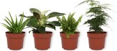 Set van 4 Kamerplanten - Aloe Vera & Asparagus Plumosus & Philodendron White Wave & Nephrolepis Vitale  - ± 25cm hoog - 12cm diameter