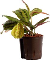 Plant in hydrocultuur systeem van Botanicly: Pijlwortel met weinig onderhoud – Hoogte: 25 cm – Maranta leuconeura Tricolor