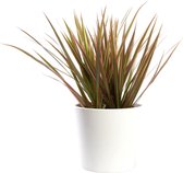 Plant in hydrocultuur systeem van Botanicly: Drakenboom met weinig onderhoud – in wit kleurig hydrocultuur sierpot – Hoogte: 25 cm – Dracaena Marginata Bicolor