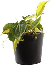 Plant in hydrocultuur systeem van Botanicly: Philodendron scandens Variegata met weinig onderhoud – in antraciet kleurig hydrocultuur sierpot – Hoogte: 5 cm