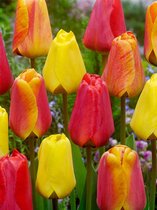100x Tulpen 'Apeldoorn gemengd'  bloembollen met bloeigarantie