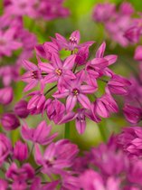 500x Allium 'Oreophilum'  bloembollen met bloeigarantie