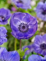 200x Anemone 'Mr. fokker coronaria'  bloembollen met bloeigarantie