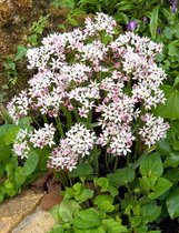 60x Allium 'Cameleon' - BULBi® Bloembollen met bloeigarantie