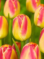 80x Tulpen 'Candy corner'  bloembollen met bloeigarantie