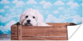 Poster Maltezer hond in een houten doos - 120x60 cm