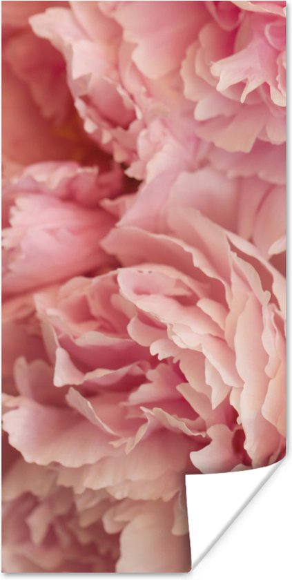 Poster Bovenaanzicht van een bos roze pioenrozen - 75x150 cm