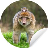 Macaques de Barbarie dans l'herbe Wall Circle Wallpaper Sticker ⌀ 120 cm / Wallpaper Circle / Wall Circle / Living Circle - Auto-adhésif et coupe ronde