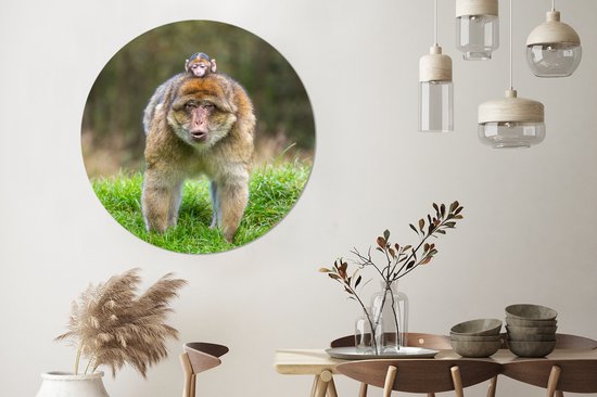Macaques de Barbarie dans l'herbe Wall Circle Wallpaper Sticker ⌀ 120 cm / Wallpaper Circle / Wall Circle / Living Circle - Auto-adhésif et coupe ronde