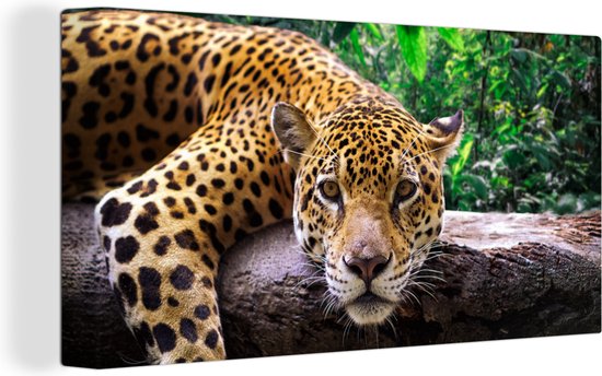 Canvas Schilderij Jaguar rust uit - Wanddecoratie