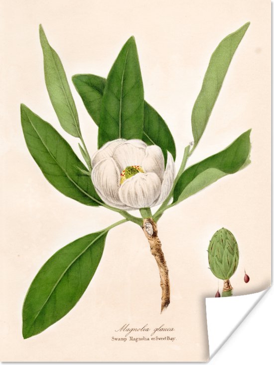 Vintage illustratie van een magnolia poster papier 30x40 cm - klein - Foto print op Poster (wanddecoratie woonkamer / slaapkamer) / Bloemen Poster