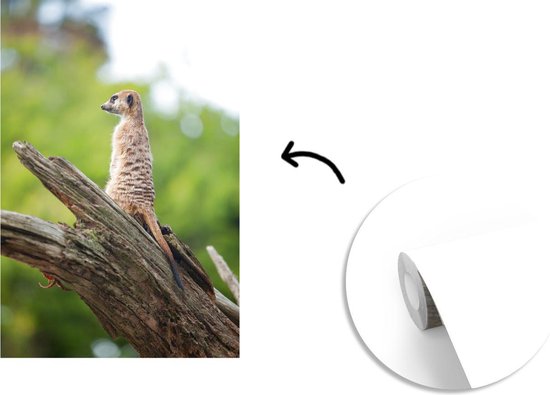 Papier peint vinyle - Suricate dans son habitat largeur 150 cm x hauteur 220 cm - Tirage photo sur papier peint (disponible en 7 tailles)