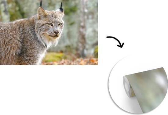 Papier peint - Papier Papier peint photo Lynx - Forêt - Grijs - Largeur 330 cm x Hauteur 220 cm