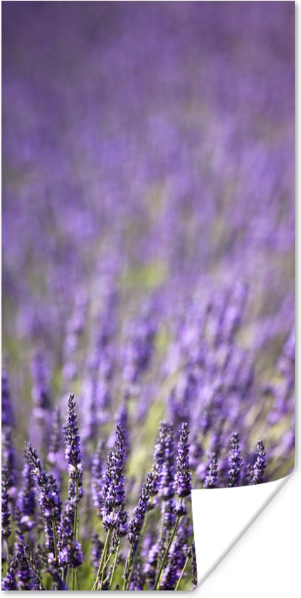 Poster Close-up van een veld paarse lavendel - 20x40 cm