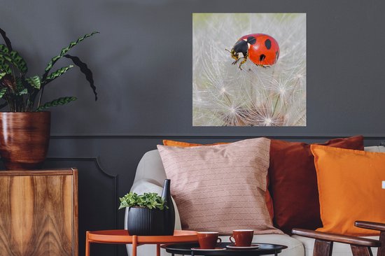 Poster Coccinelle sur pissenlit - 50x50 cm