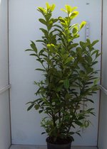 10 stuks | Laurier Novita Pot 150-175 cm | Standplaats: Half-schaduw | Latijnse naam: Prunus laurocerasus Novita