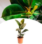 NatureNest - Rubberplant - Ficus Elastica Robusta - Groot - 50-60cm