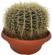 1 cactus schoonmoedersstoel (Echiocactus Grusonii) Ø24 cm- 23 - 28 cm