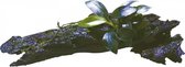 Aquafleur Hout met Anubias Nana Bonzai | Extra Extra Small Waterplant