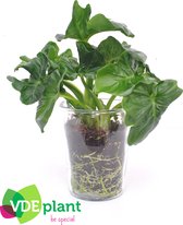 Kamerplant van Botanicly – Philodendron Atom – Hoogte: 20 cm