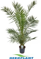 Kamerplant van Botanicly – Canarische dadelpalm – Hoogte: 130 cm – Phoenix Canariensis