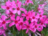 12x Kruipphlox (Phlox (S) 'Atropurpurea') - P9 pot (9x9)