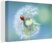 Tableau sur toile Coccinelle assise sur une fleur de vessie - 30x20 cm - Décoration murale
