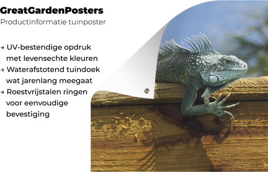 Affiche de jardin Affichage d'un iguane sur bois à Curaçao - 120x80 cm - Jardin