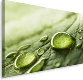 Schilderij - Waterdruppels op een blad, Groen, Premium Print