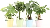 Tropic Mix in Pastel Keramiek ↨ 30cm - 4 stuks - planten - binnenplanten - buitenplanten - tuinplanten - potplanten - hangplanten - plantenbak - bomen - plantenspuit
