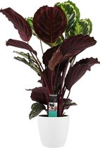 Calathea Medaillon met Elho brussels white ↨ 70cm - hoge kwaliteit planten