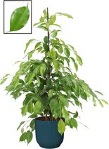 Ficus benjamina ‘Exotica’ in ELHO Vibes Fold Rond sierpot  (diepblauw) ↨ 105cm - planten - binnenplanten - buitenplanten - tuinplanten - potplanten - hangplanten - plantenbak - bomen - plante