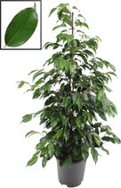 Ficus benjamina 'Danielle' ↨ 105cm - planten - binnenplanten - buitenplanten - tuinplanten - potplanten - hangplanten - plantenbak - bomen - plantenspuit