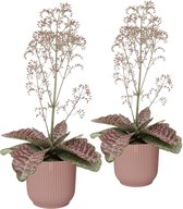 Duo Kalanchoë 'Desert Surprise' in ELHO Vibes Fold sierpot (delicaat roze) ↨ 45cm - 2 stuks - planten - binnenplanten - buitenplanten - tuinplanten - potplanten - hangplanten - plantenbak - b