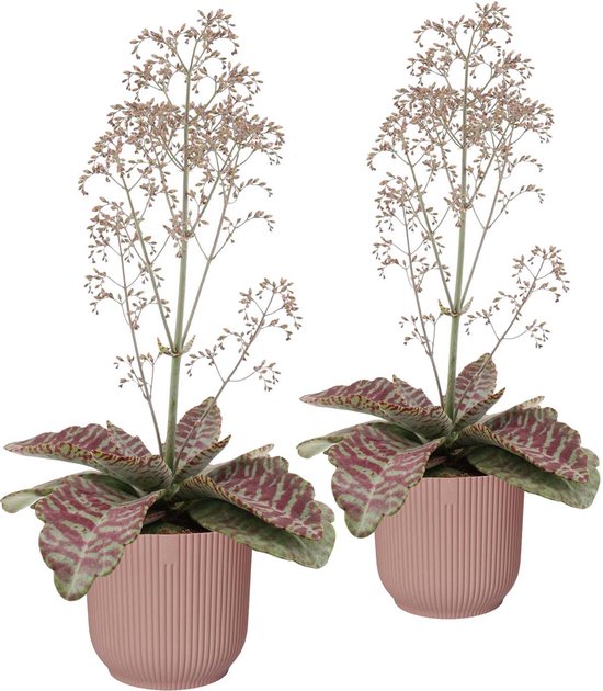 Duo Kalanchoë 'Desert Surprise' in ELHO Vibes Fold sierpot (delicaat roze) ↨ 45cm - 2 stuks - planten - binnenplanten - buitenplanten - tuinplanten - potplanten - hangplanten - plantenbak - bomen - plantenspuit
