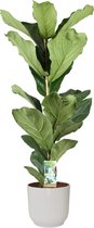 Ficus Lyrata in ELHO sierpot Vibes Fold Round (zijdewit) ↨ 90cm - planten - binnenplanten - buitenplanten - tuinplanten - potplanten - hangplanten - plantenbak - bomen - plantenspuit